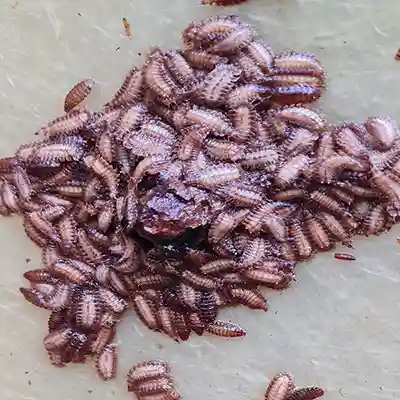 Bajsflugor på avskiljare