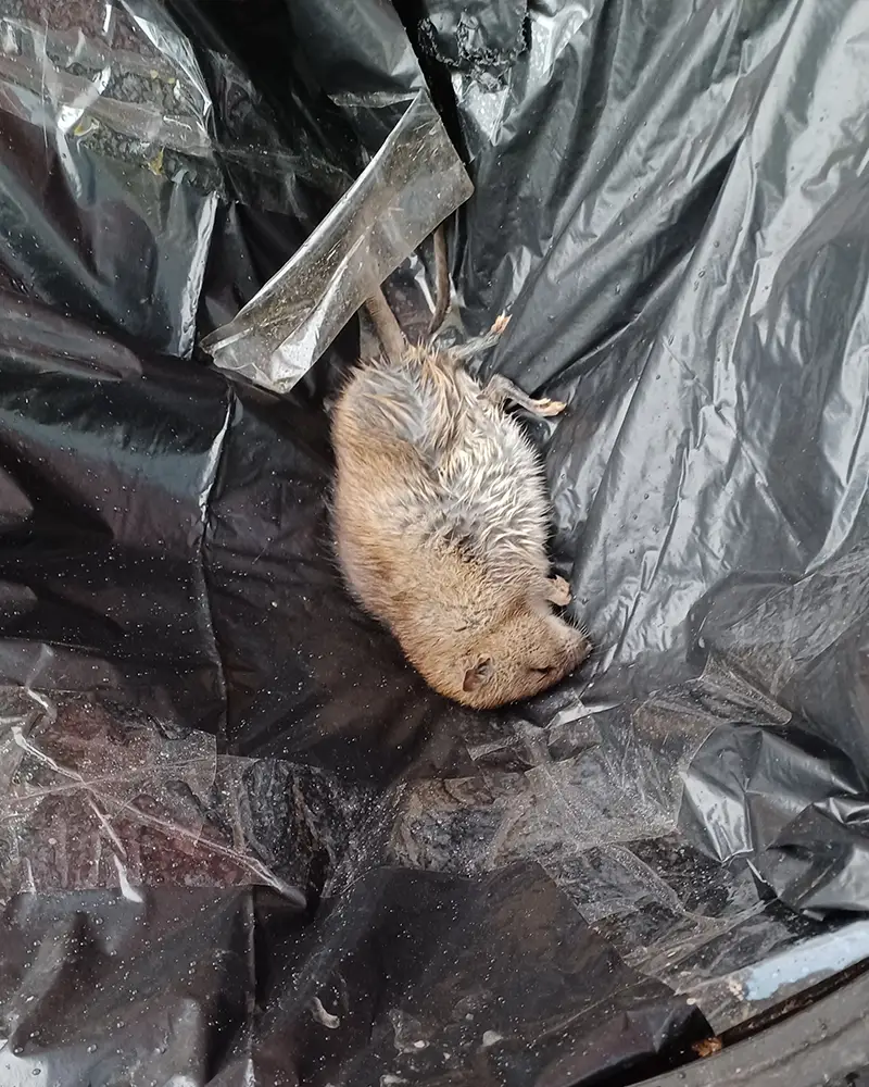Död råtta på en plastsäck
